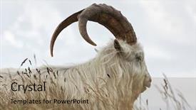  Presentation with kashmir - Presentation design with cashmere - portrait of kashmir goat background and a coral colored foreground