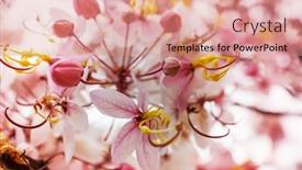  Presentation with cassia - Cool new presentation theme with cassia-fistula-tree-blossom backdrop and a coral colored foreground