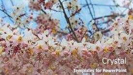  Presentation with cassia - Cool new theme with cassia-fistula-tree-blossom backdrop and a coral colored foreground