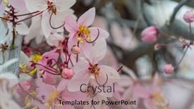  Presentation with cassia - Colorful slides enhanced with cassia-fistula-tree-blossom backdrop and a coral colored foreground