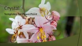  Presentation with cassia - Colorful theme enhanced with cassia-fistula-tree-blossom backdrop and a tawny brown colored foreground
