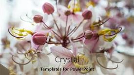  Presentation with spring tree - Audience pleasing PPT theme consisting of cassia-fistula-tree-blossom backdrop and a coral colored foreground