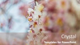  Presentation with cassia - Amazing theme having cassia-fistula-tree-blossom backdrop and a coral colored foreground