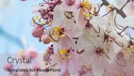  Presentation with cassia - PPT layouts having cassia-fistula-tree-blossom background and a coral colored foreground