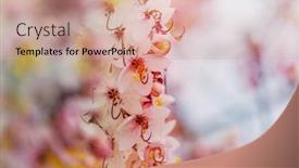 Presentation with cassia - PPT theme enhanced with cassia-fistula-tree-blossom background and a coral colored foreground