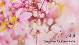  Presentation with cassia - Audience pleasing slide deck consisting of cassia-fistula-tree-blossom backdrop and a lemonade colored foreground