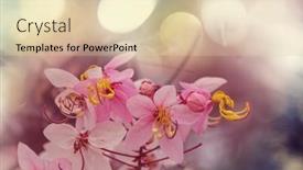  Presentation with cassia - PPT layouts having cassia-fistula-tree-blossom background and a lemonade colored foreground