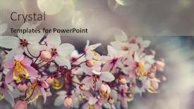  Presentation with cassia - Colorful PPT theme enhanced with cassia-fistula-tree-blossom backdrop and a light gray colored foreground