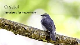  Presentation with uganda - Slide set having cassin-s-grey-flycatcher-muscicapa background and a yellow colored foreground