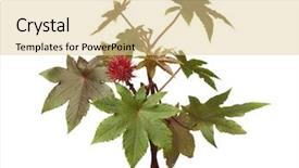  Presentation with seed oil - PPT theme with castor oil plant and seed background and a blonde colored foreground