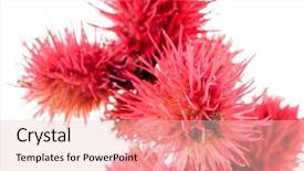  Presentation with oil - Cool new presentation with castor-oil plant flowers backdrop and a lemonade colored foreground