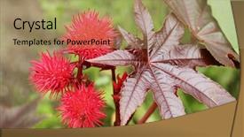  Presentation with oil - Beautiful PPT theme featuring castor oil plant ricinus communis backdrop and a coral colored foreground