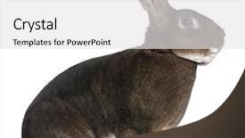  Presentation with rabbit - Slide deck consisting of castor rex rabbit in front background and a white colored foreground