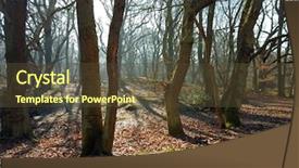  Presentation with woodland - Presentation theme featuring casts shadows in winter woodland background and a tawny brown colored foreground