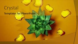  Presentation with rose yellow - Colorful PPT theme enhanced with castus-with-yellow-and-red backdrop and a gold colored foreground