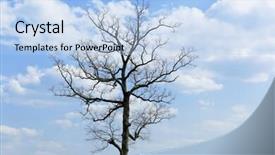  Presentation with green earth - Audience pleasing presentation design consisting of casuarina-tree-and-green-earth backdrop and a light blue colored foreground