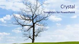  Presentation with green earth - Presentation consisting of casuarina-tree-and-green-earth background and a sky blue colored foreground