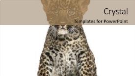 Presentation with leopard cat - Cool new slide set with wild cat - spotted leopard cub sitting backdrop and a coral colored foreground