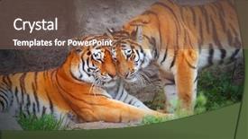  Presentation with tiger - Audience pleasing PPT layouts consisting of wild cat - tiger's couple love in nature backdrop and a violet colored foreground