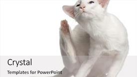  Presentation with black cat in front - PPT theme having cat 1 year old scratching background and a  colored foreground
