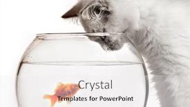  Presentation with gold - Slide set consisting of cat-and-a-gold-fish background and a white colored foreground