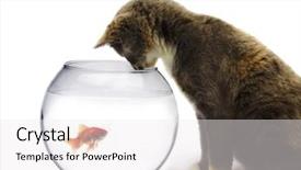  Presentation with cat - Slides featuring cat and a gold fish background and a white colored foreground