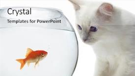  Presentation with tank - PPT theme with cat and a gold fish background and a white colored foreground