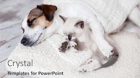  Presentation with snow cat - Presentation theme having cat-and-dog-are-best background and a white colored foreground