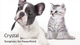  Presentation with cat dog - Slide deck featuring cat and dog british kitten background and a white colored foreground
