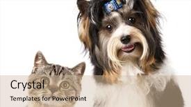  Presentation with cat dog - Audience pleasing slides consisting of cat and dog british kitten backdrop and a coral colored foreground