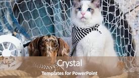  Presentation with cat dog - Slide set with cat and dog dachshund puppy background and a coral colored foreground