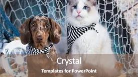  Presentation with dog cat - Slide deck having cat and dog dachshund puppy background and a violet colored foreground