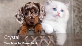  Presentation with cat dog - Beautiful theme featuring cat-and-dog-dachshund-puppy backdrop and a violet colored foreground