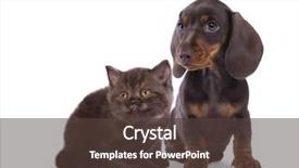  Presentation with cat dog - Audience pleasing PPT theme consisting of cat and dog dachshund puppy backdrop and a tawny brown colored foreground