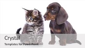  Presentation with cat dog - Slides having cat and dog dachshund puppy background and a light gray colored foreground