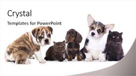  Presentation with cat dog - Theme having cat and dog dachshund puppy and kitten chocolate color background and a white colored foreground