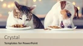  Presentation with pets - Slide deck with cat-and-dog-eating-food background and a lemonade colored foreground