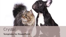  Presentation with dog cat - PPT layouts featuring cat and dog french bulldog and cat background and a light gray colored foreground