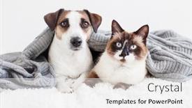  Presentation with cat dog - PPT layouts consisting of cat-and-dog-jack-russell background and a white colored foreground