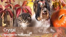  Presentation with cat dog - Theme enhanced with cat and dog kitten and puppy background and a coral colored foreground