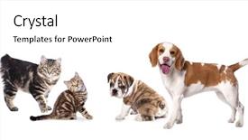 Presentation with beagle dog - PPT theme consisting of cat and dog kuril bobtail background and a white colored foreground