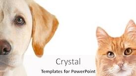  Presentation with cat dog - Presentation enhanced with cat and dog portraits isolated background and a sky blue colored foreground