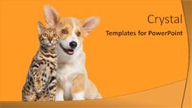  Presentation with welsh - Presentation theme with cat-and-dog-sitting-together background and a gold colored foreground