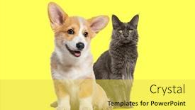  Presentation with welsh - Presentation theme consisting of cat-and-dog-sitting-together background and a yellow colored foreground