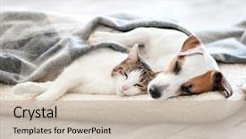  Presentation with pets - Colorful presentation design enhanced with cat and dog sleeping pets backdrop and a soft green colored foreground