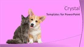 Presentation with pink cat - Presentation design consisting of cat-and-dog-together-happy background and a white colored foreground