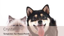  Presentation with cat dog - Presentation theme enhanced with cat and dog together isolated on white background and a soft green colored foreground