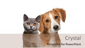  Presentation with dog cat - PPT theme having cat-and-dog-together-looking background and a coral colored foreground