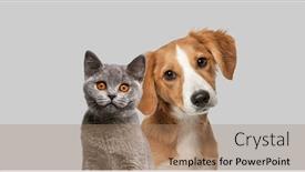  Presentation with dog cat - Theme with cat-and-dog-together-looking background and a coral colored foreground