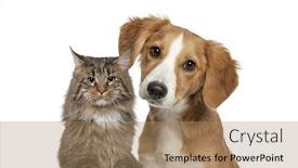  Presentation with cat dog - Slides with cat-and-dog-together-looking background and a coral colored foreground